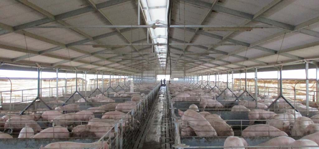 Solución de alimentación líquida SKIOLD en Riverbend Pig Farm AU 