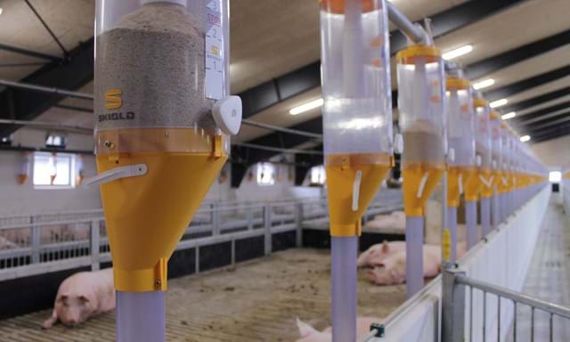Dosificador volumétrico para alimentación de cerdos | SKIOLD