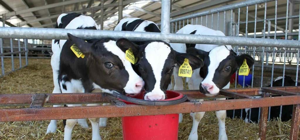 Molino de piensos SKIOLD para piensos bovinos Bulgaria 