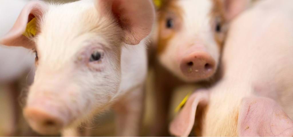 Soluciones para granjas porcinas | Alto rendimiento | Bienestar animal | SKIOLD 