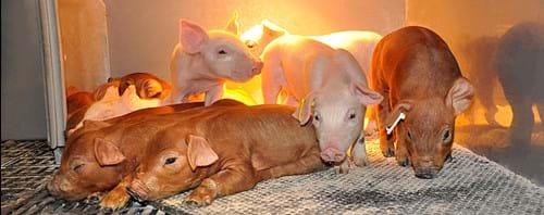 Solución de fábrica de pienso para uno de los mejores granjeros porcinos de Rusia