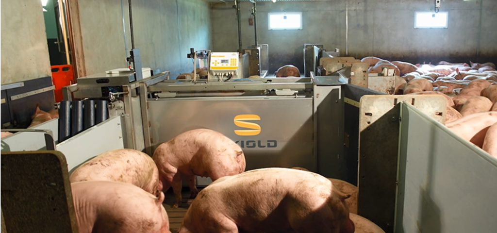 Estaciones de clasificación automática de cerdos SKIOLD 