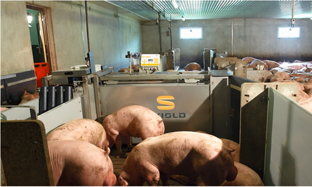 Estaciones de clasificación automática de cerdos SKIOLD 