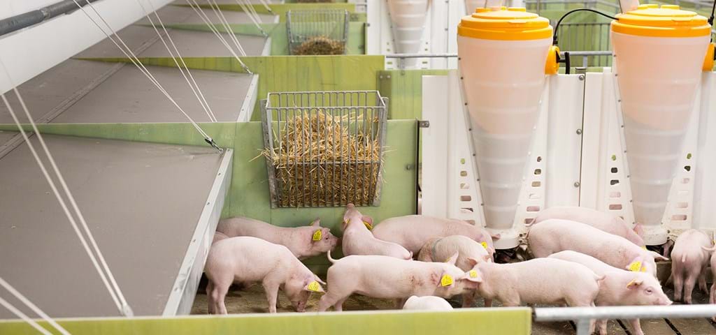 Productos para granjas porcinas | SKIOLD
