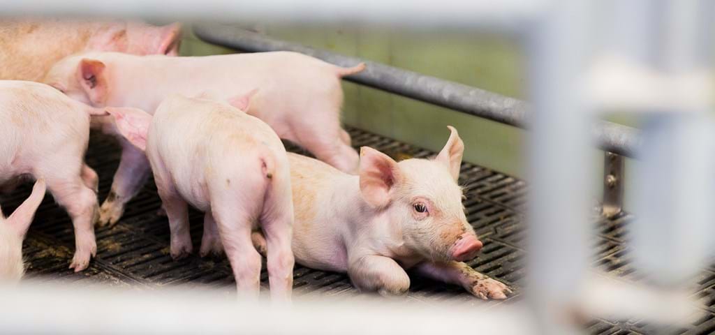 Suelos para granja de cerdos | SKIOLD
