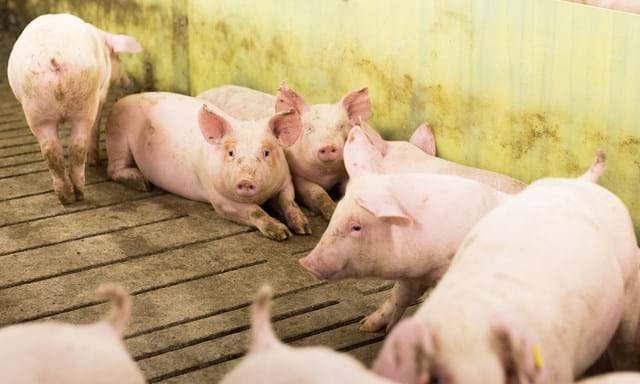Pisos para unidades de cerdos de engorde | SKIOLD